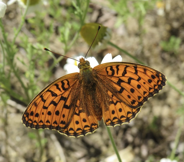 Argynnis niobe - ibolya-gyöngyházlepke