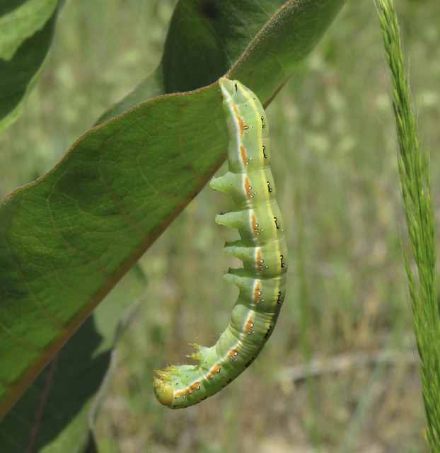 szürke fabagoly - Xylena exsoleta