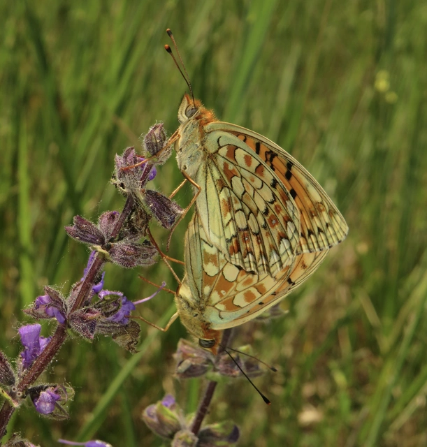 ibolya-gyöngyházlepke - Argynnis niobe