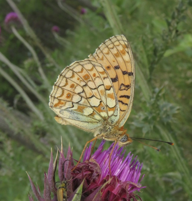Argynnis niobe - ibolya-gyöngyházlepke