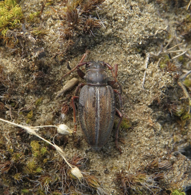 homoki gyalogcincér - Dorcadion decipiens