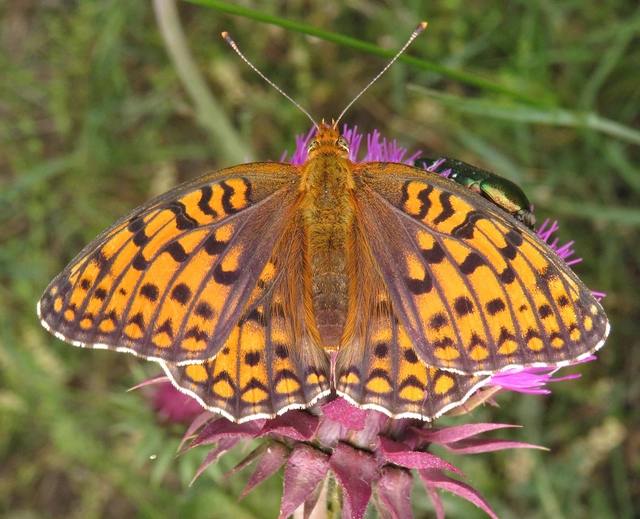 Argynnis niobe - ibolya-gyöngyházlepke
