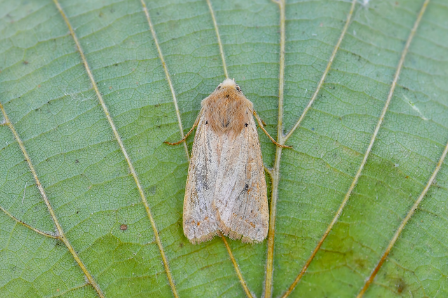 Leptologia macilenta - gyertyán-őszibagoly