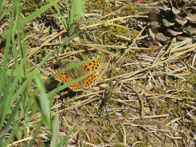 közönséges gyöngyházlepke - Issoria lathonia