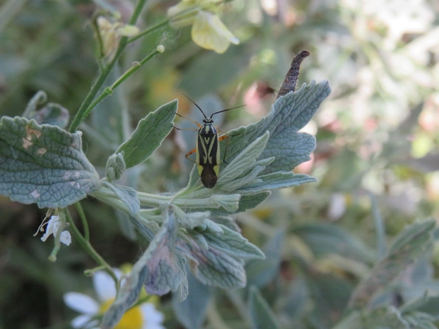 Brachycoleus decolor