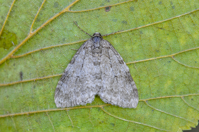 Epirrita christyi/dilutata