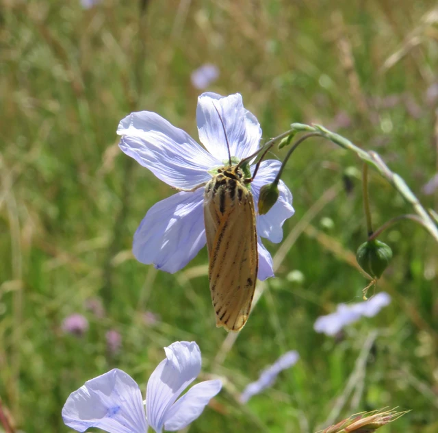 csíkos molyszövő - Spiris striata
