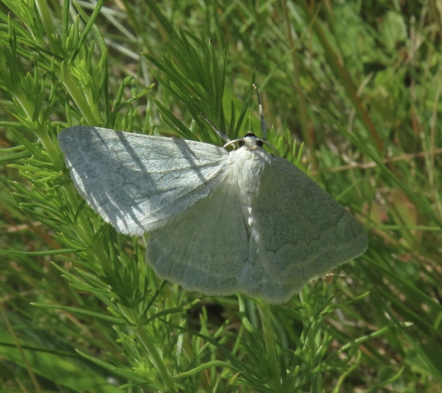 hamvas zöldaraszoló - Pseudoterpna pruinata