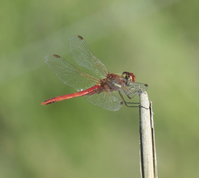 vándor katona-szitakötő - Sympetrum fonscolombii