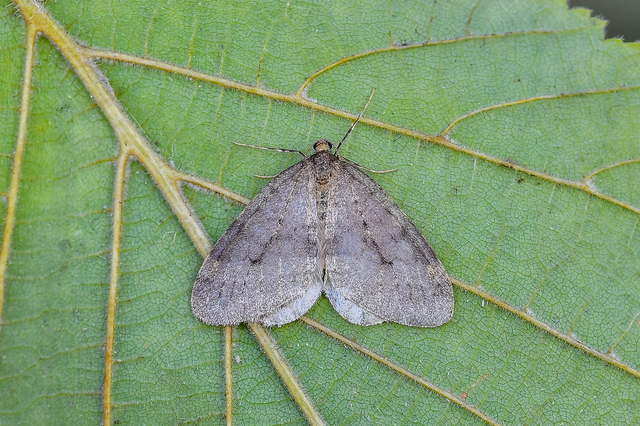Operophtera brumata - kis téliaraszoló