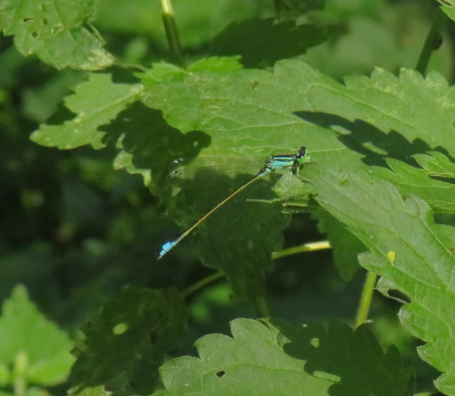 kéköves légivadász - Ischnura elegans pontica