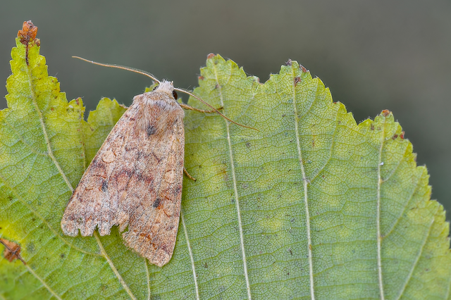 Sunira circellaris - okkersárga őszibagoly