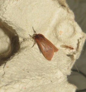Phragmatobia fuliginosa - füstös medvelepke