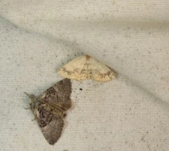 Cyclophora annularia - gyűrűs pettyesaraszoló