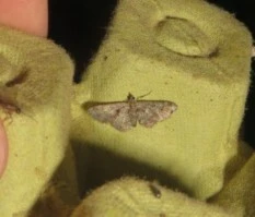 Gymnoscelis rufifasciata - vöröscsíkos törpearaszoló
