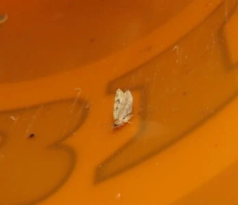 zöldes törpearaszoló - Chloroclystis v-ata