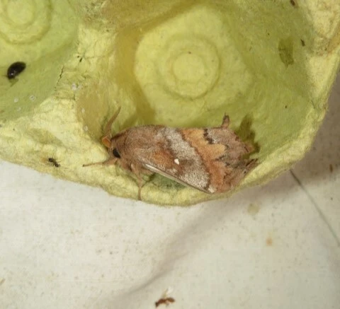 Dendrolimus pini - fenyőpohók
