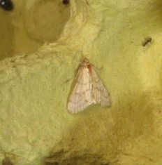 szalmaszínű tűzmoly - Paracorsia repandalis