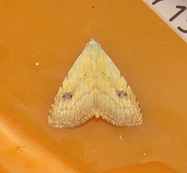 selymes lórombagoly - Rivula sericealis