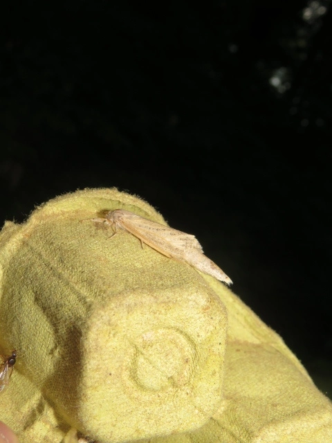 nádfúrólepke - Phragmataecia castaneae