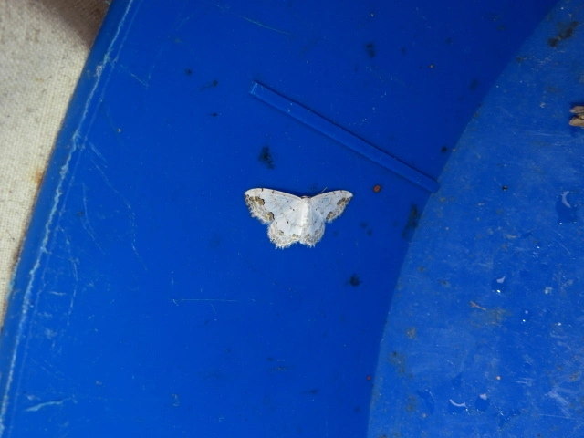 Scopula ornata - díszes fehéraraszoló
