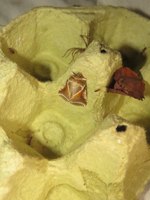 fehérsávos pihésszövő - Habrosyne pyritoides