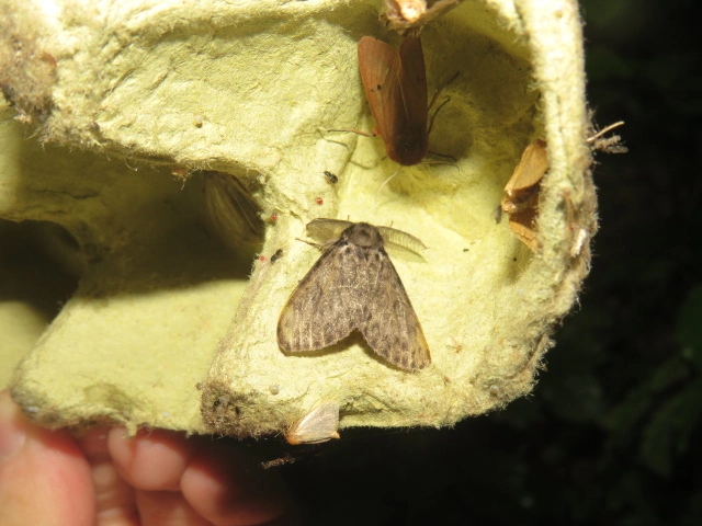 apácalepke - Lymantria monacha