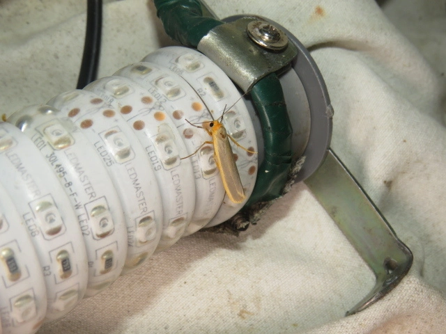 közönséges zuzmószövő - Eilema complana