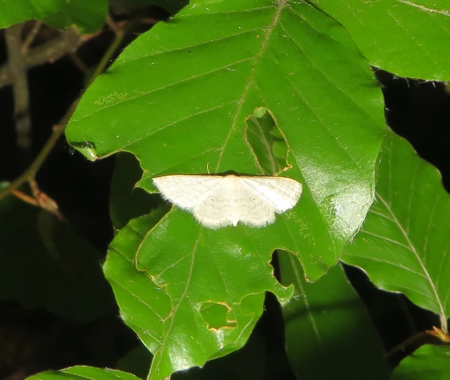 ötvonalas apróaraszoló - Idaea subsericeata