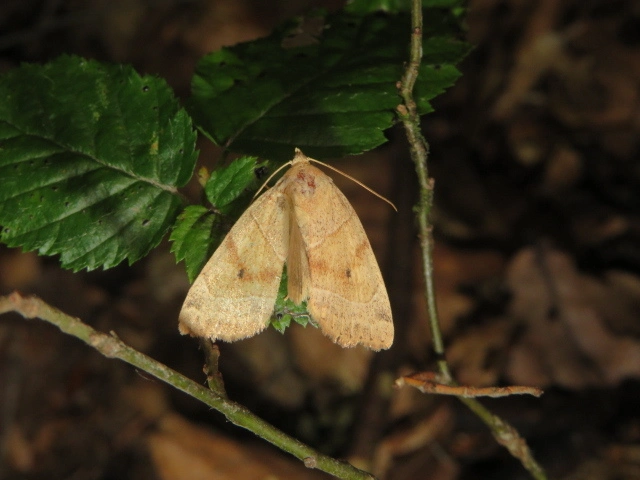 közönséges lombbagoly - Cosmia trapezina