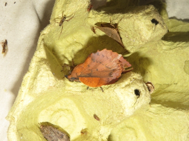 Gastropacha quercifolia - tölgylevélpohók