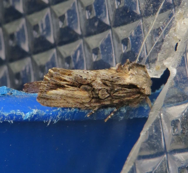 Egira conspicillaris - változékony szürkebagoly