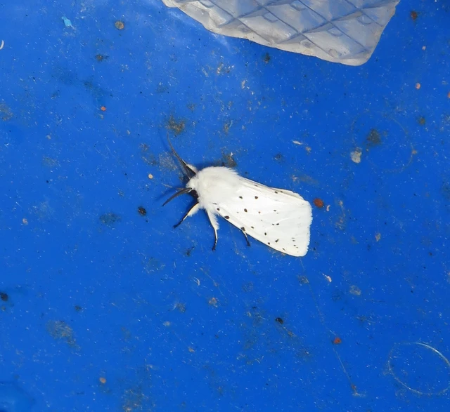 Spilosoma lubricipedum - tejszínű medvelepke