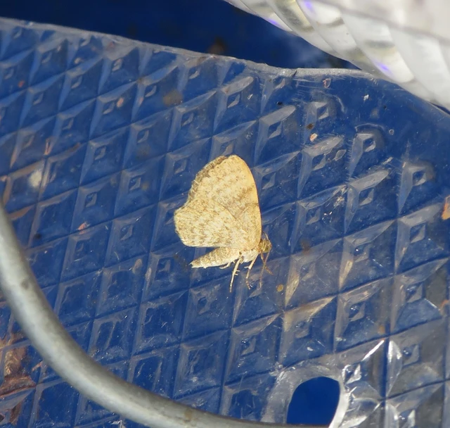 Euchoeca nebulata - barnás égeraraszoló