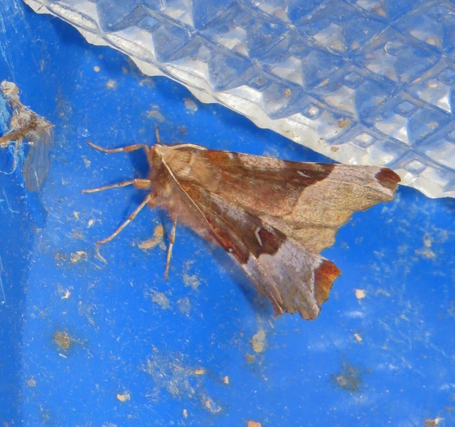 Selenia tetralunaria - négyfoltos holdasaraszoló