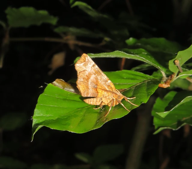 kétfoltos holdasaraszoló - Selenia dentaria