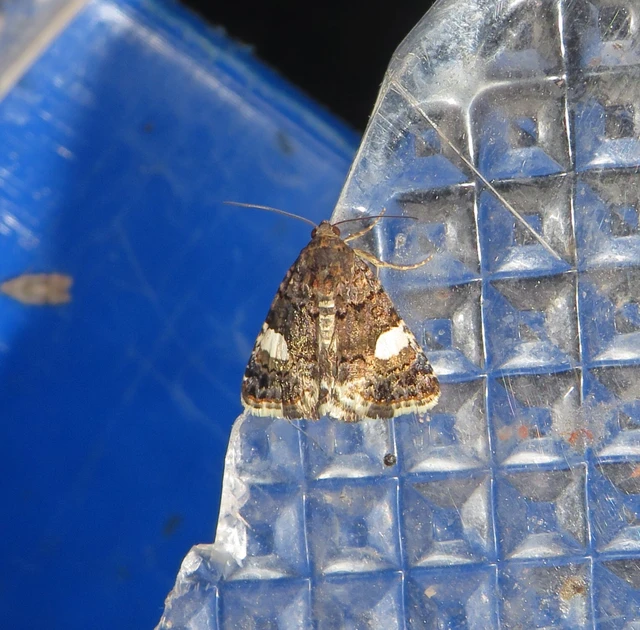 fekete nappalibagoly - Tyta luctuosa