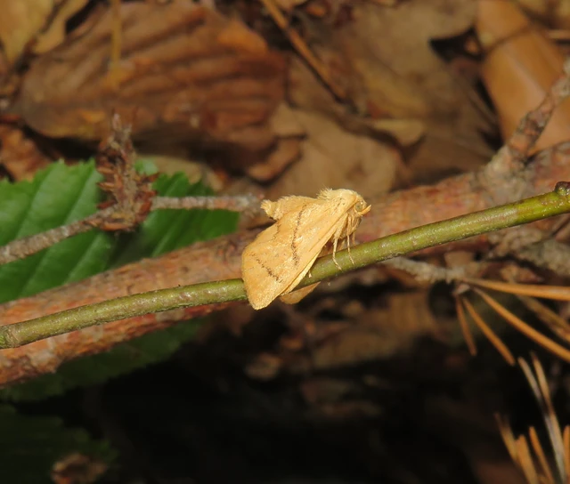 kagylólepke - Apoda limacodes