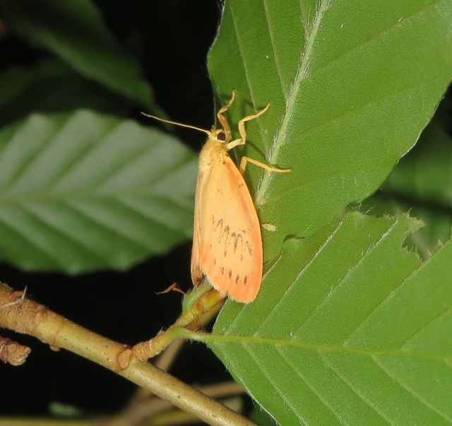 Miltochrista miniata - piros medvelepke