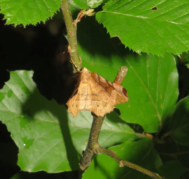 Selenia tetralunaria - négyfoltos holdasaraszoló