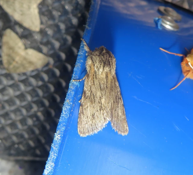 csillagnéző bundásbagoly - Asteroscopus sphinx