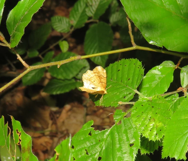 okkerfehér sávosaraszoló - Cepphis advenaria