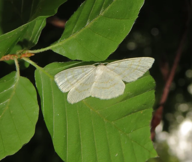Cabera exanthemata - pettyes égeraraszoló