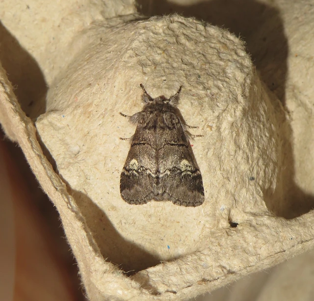 Drymonia querna - tölgyfa-púposszövő