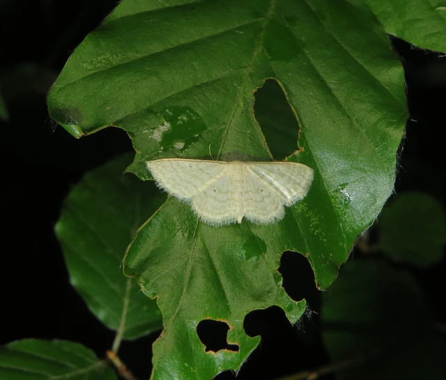 ötvonalas apróaraszoló - Idaea subsericeata