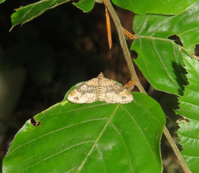 kerti tarkaaraszoló - Xanthorhoe ferrugata