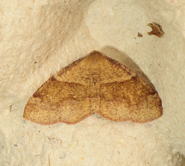 Plagodis pulveraria - szemcsés araszoló