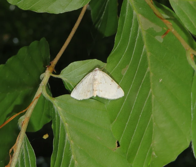 Lomographa bimaculata - kétpontos fehéraraszoló