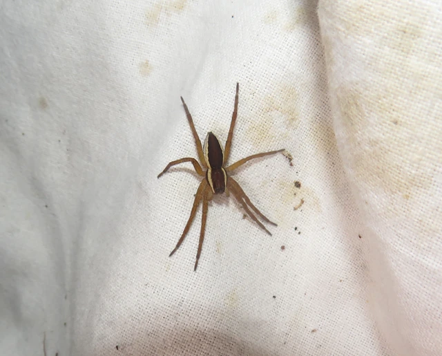 Dolomedes plantarius/fimbriatus