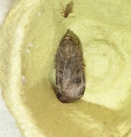 Noctua interposita - köztes sárgafűbagoly